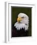 Adult Bald Eagle-Adam Jones-Framed Premium Photographic Print