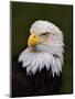 Adult Bald Eagle-Adam Jones-Mounted Premium Photographic Print
