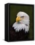 Adult Bald Eagle-Adam Jones-Framed Stretched Canvas