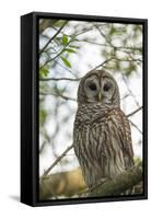 Adult Barred Owl, Strix Varia, in an Oak Tree Hammock, Florida-Maresa Pryor-Framed Stretched Canvas