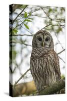 Adult Barred Owl, Strix Varia, in an Oak Tree Hammock, Florida-Maresa Pryor-Stretched Canvas