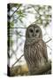 Adult Barred Owl, Strix Varia, in an Oak Tree Hammock, Florida-Maresa Pryor-Stretched Canvas