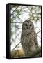 Adult Barred Owl, Strix Varia, in an Oak Tree Hammock, Florida-Maresa Pryor-Framed Stretched Canvas