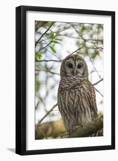 Adult Barred Owl, Strix Varia, in an Oak Tree Hammock, Florida-Maresa Pryor-Framed Photographic Print