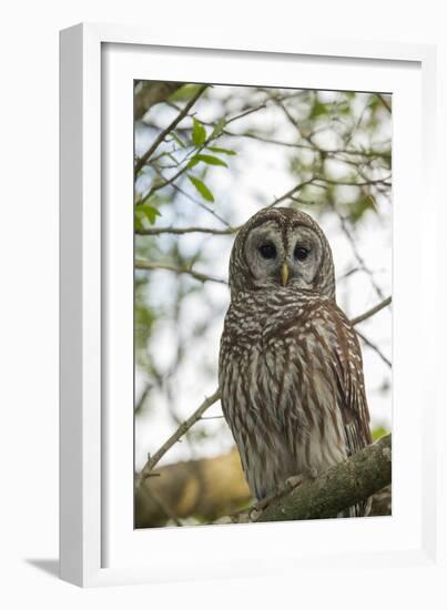 Adult Barred Owl, Strix Varia, in an Oak Tree Hammock, Florida-Maresa Pryor-Framed Photographic Print