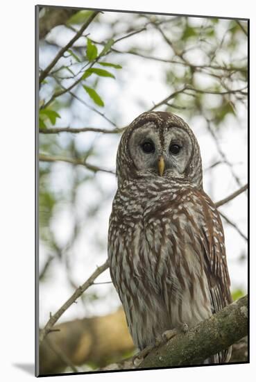 Adult Barred Owl, Strix Varia, in an Oak Tree Hammock, Florida-Maresa Pryor-Mounted Photographic Print