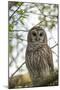 Adult Barred Owl, Strix Varia, in an Oak Tree Hammock, Florida-Maresa Pryor-Mounted Photographic Print