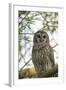 Adult Barred Owl, Strix Varia, in an Oak Tree Hammock, Florida-Maresa Pryor-Framed Photographic Print