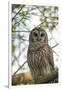 Adult Barred Owl, Strix Varia, in an Oak Tree Hammock, Florida-Maresa Pryor-Framed Photographic Print