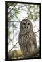 Adult Barred Owl, Strix Varia, in an Oak Tree Hammock, Florida-Maresa Pryor-Framed Photographic Print