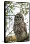 Adult Barred Owl, Strix Varia, in an Oak Tree Hammock, Florida-Maresa Pryor-Framed Stretched Canvas