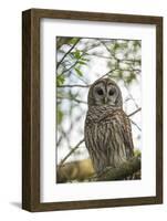 Adult Barred Owl, Strix Varia, in an Oak Tree Hammock, Florida-Maresa Pryor-Framed Photographic Print