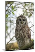 Adult Barred Owl, Strix Varia, in an Oak Tree Hammock, Florida-Maresa Pryor-Mounted Photographic Print