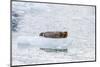 Adult Bearded Seal (Erignathus Barbatus) Hauled Out on Ice, Svalbard, Norway, Scandinavia, Europe-Michael Nolan-Mounted Photographic Print