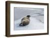 Adult Bearded Seal (Erignathus Barbatus) Hauled Out-Michael Nolan-Framed Photographic Print