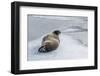 Adult Bearded Seal (Erignathus Barbatus) Hauled Out-Michael Nolan-Framed Photographic Print