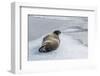 Adult Bearded Seal (Erignathus Barbatus) Hauled Out-Michael Nolan-Framed Photographic Print