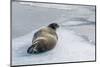 Adult Bearded Seal (Erignathus Barbatus) Hauled Out-Michael Nolan-Mounted Photographic Print