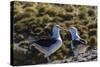 Adult Black-Browed Albatross (Thalassarche Melanophrys) Pair-Michael Nolan-Stretched Canvas