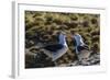 Adult Black-Browed Albatross (Thalassarche Melanophrys) Pair-Michael Nolan-Framed Photographic Print