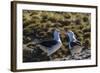 Adult Black-Browed Albatross (Thalassarche Melanophrys) Pair-Michael Nolan-Framed Photographic Print