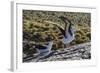 Adult Black-Browed Albatross (Thalassarche Melanophrys) Pair-Michael Nolan-Framed Photographic Print