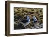 Adult Black-Browed Albatross (Thalassarche Melanophrys) Pair-Michael Nolan-Framed Photographic Print