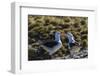 Adult Black-Browed Albatross (Thalassarche Melanophrys) Pair-Michael Nolan-Framed Photographic Print