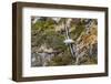 Adult Black-Browed Albatross (Thalassarche Melanophrys)-Michael Nolan-Framed Photographic Print