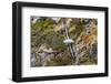 Adult Black-Browed Albatross (Thalassarche Melanophrys)-Michael Nolan-Framed Photographic Print