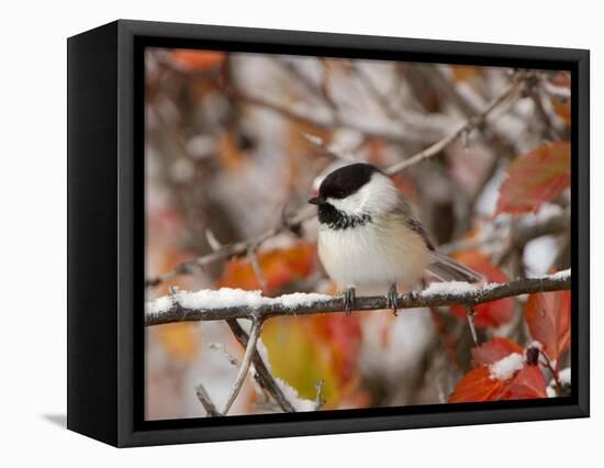 Adult Black-capped Chickadee in Snow, Grand Teton National Park, Wyoming, USA-Rolf Nussbaumer-Framed Stretched Canvas