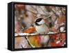 Adult Black-capped Chickadee in Snow, Grand Teton National Park, Wyoming, USA-Rolf Nussbaumer-Framed Stretched Canvas