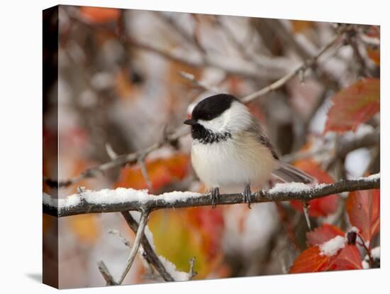 Adult Black-capped Chickadee in Snow, Grand Teton National Park, Wyoming, USA-Rolf Nussbaumer-Stretched Canvas