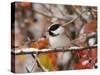 Adult Black-capped Chickadee in Snow, Grand Teton National Park, Wyoming, USA-Rolf Nussbaumer-Stretched Canvas