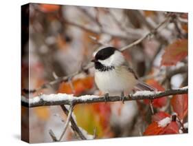 Adult Black-capped Chickadee in Snow, Grand Teton National Park, Wyoming, USA-Rolf Nussbaumer-Stretched Canvas