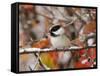 Adult Black-capped Chickadee in Snow, Grand Teton National Park, Wyoming, USA-Rolf Nussbaumer-Framed Stretched Canvas