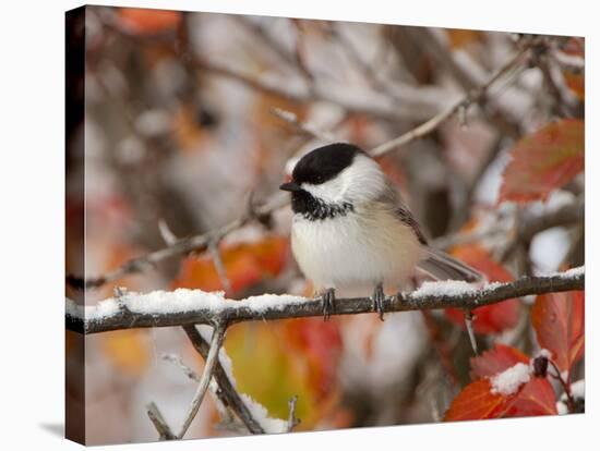 Adult Black-capped Chickadee in Snow, Grand Teton National Park, Wyoming, USA-Rolf Nussbaumer-Stretched Canvas