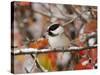 Adult Black-capped Chickadee in Snow, Grand Teton National Park, Wyoming, USA-Rolf Nussbaumer-Stretched Canvas