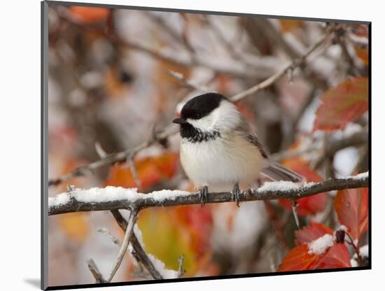 Adult Black-capped Chickadee in Snow, Grand Teton National Park, Wyoming, USA-Rolf Nussbaumer-Mounted Photographic Print