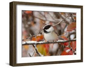 Adult Black-capped Chickadee in Snow, Grand Teton National Park, Wyoming, USA-Rolf Nussbaumer-Framed Photographic Print