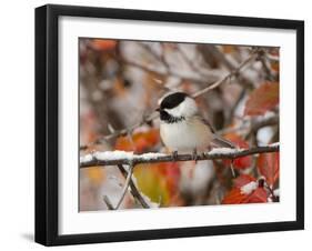 Adult Black-capped Chickadee in Snow, Grand Teton National Park, Wyoming, USA-Rolf Nussbaumer-Framed Photographic Print