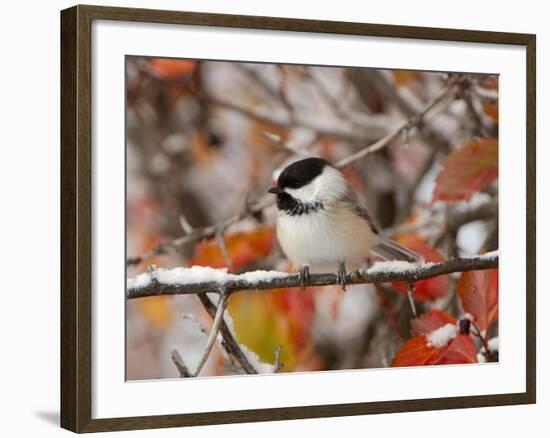 Adult Black-capped Chickadee in Snow, Grand Teton National Park, Wyoming, USA-Rolf Nussbaumer-Framed Photographic Print