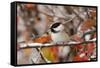 Adult Black-capped Chickadee in Snow, Grand Teton NP,Wyoming-Rolf Nussbaumer-Framed Stretched Canvas