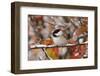 Adult Black-capped Chickadee in Snow, Grand Teton NP,Wyoming-Rolf Nussbaumer-Framed Photographic Print