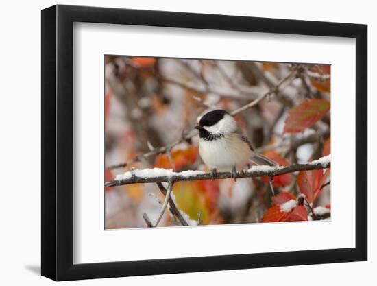 Adult Black-capped Chickadee in Snow, Grand Teton NP,Wyoming-Rolf Nussbaumer-Framed Photographic Print