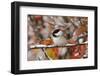 Adult Black-capped Chickadee in Snow, Grand Teton NP,Wyoming-Rolf Nussbaumer-Framed Photographic Print