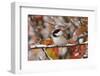 Adult Black-capped Chickadee in Snow, Grand Teton NP,Wyoming-Rolf Nussbaumer-Framed Photographic Print