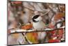 Adult Black-capped Chickadee in Snow, Grand Teton NP,Wyoming-Rolf Nussbaumer-Mounted Photographic Print