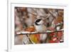 Adult Black-capped Chickadee in Snow, Grand Teton NP,Wyoming-Rolf Nussbaumer-Framed Photographic Print