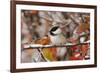 Adult Black-capped Chickadee in Snow, Grand Teton NP,Wyoming-Rolf Nussbaumer-Framed Photographic Print